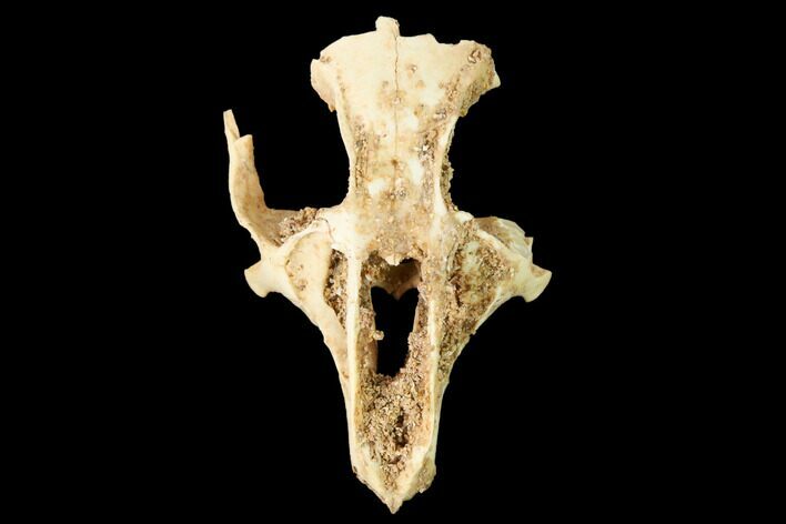 Fossil Pika (Prolagus) Partial Skull - France #155959